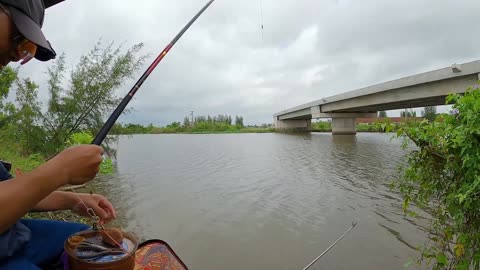 Tilapia Jig Fishing in River Warm Shallows
