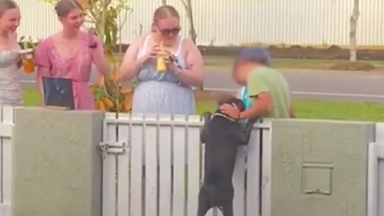 😂🐶 Pittie Patiently Waits By The Fence Each Morning! | FunFM