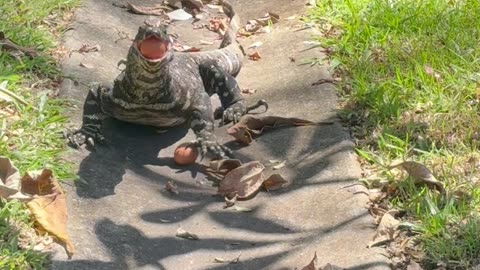 Feeding Eggs To Large Goanna In Yard