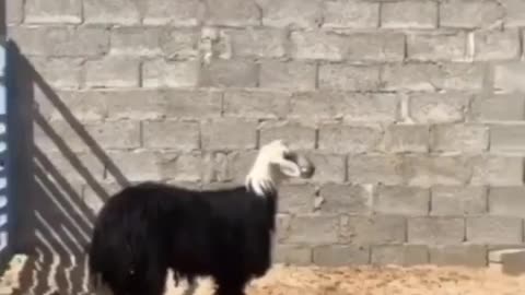 🤣🐑 Realizing You're Just a Sheep, Not a Goat! | FunFM