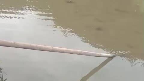 fish pond in the village