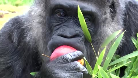 World's oldest gorilla celebrates 68th birthday at Berlin zoo