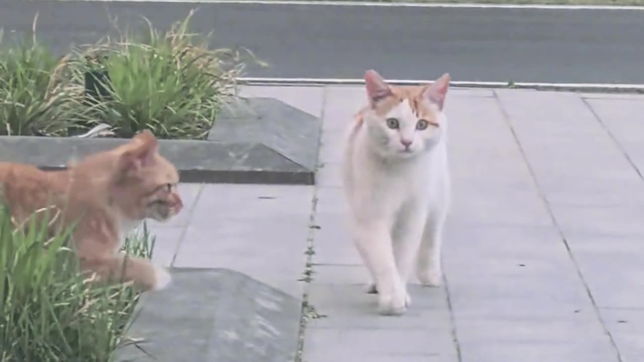 A cat startling a cat