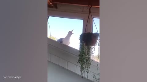 funny animal videos