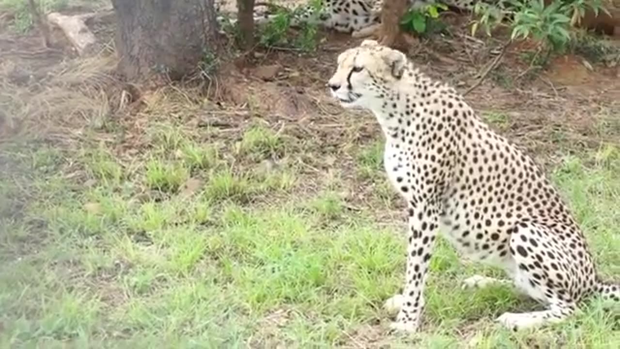 Male & Famale Cheetahs