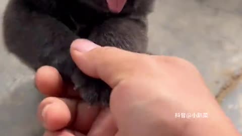 Angry or Adorable? This Tiny Puppy is Too Much! 😂