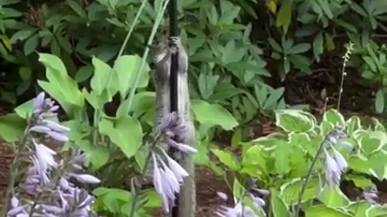 😂🐿 Squirrel Sliding Down Bird Feeder | FunFM