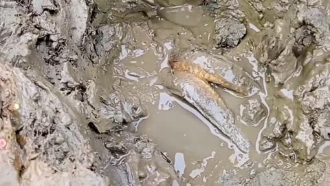 Amazing Mud Fishing