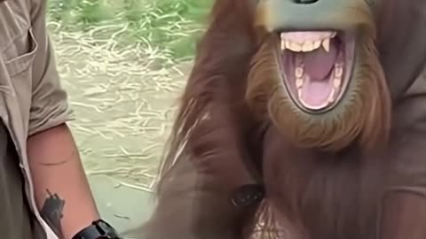 Amazing magic trick! Orangutan laughs out loud