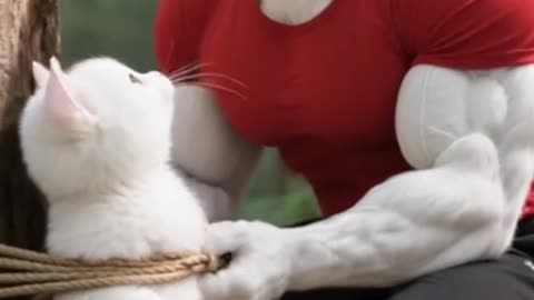Cat Hits Tiger Cub 😱 #shorts #animation #funnyanimation #tiger #catvstiger #wildlife #cartoon