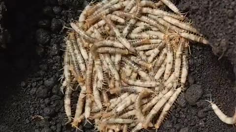 Centipedes are some of the best moms amongst invertebrates