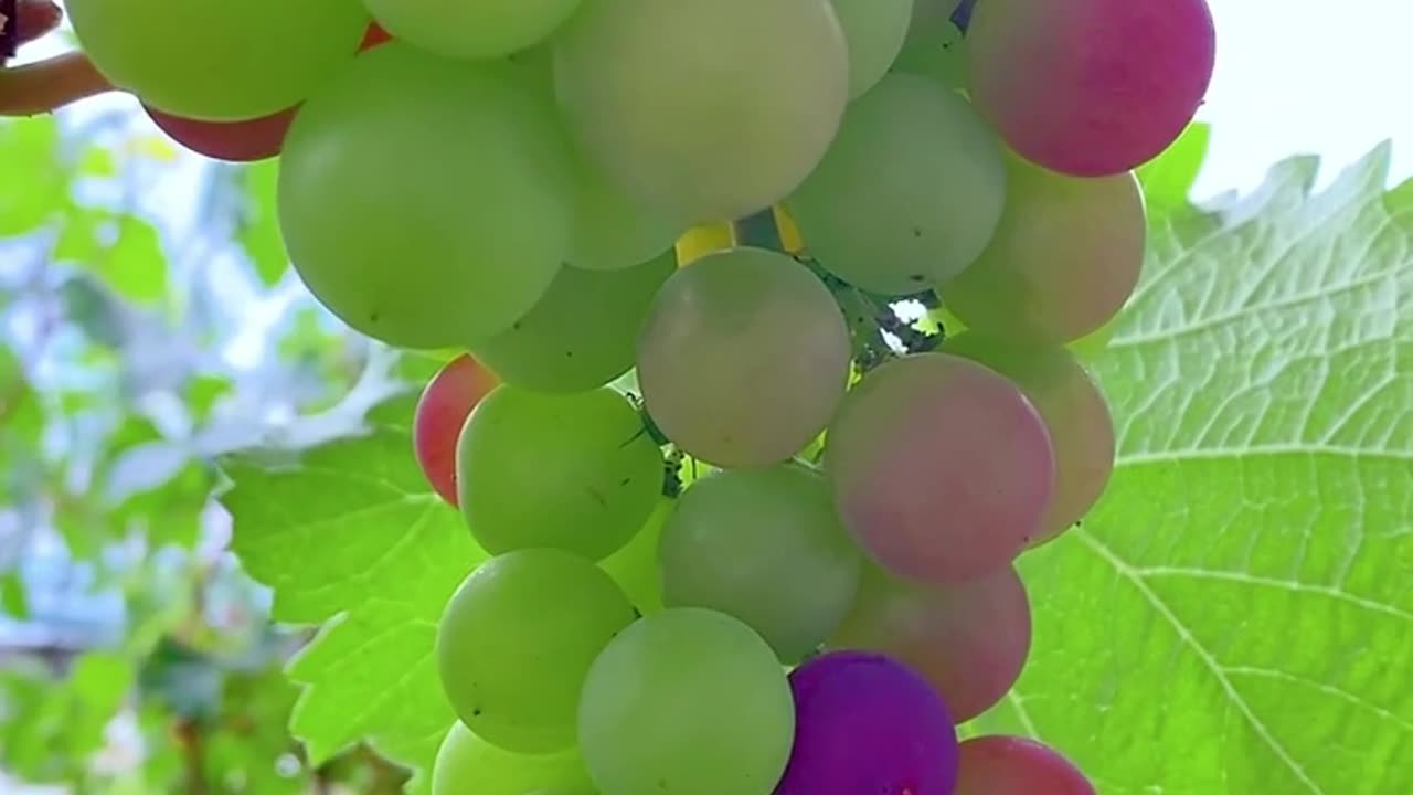 अपने और पराई
