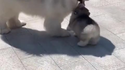 😍😍😍 This is too cute should be illegal ❤❤❤ | FunFM