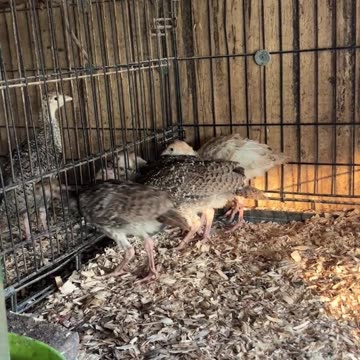Baby Turkeys that are all named Allan