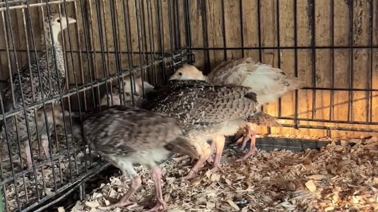 Baby Turkeys that are all named Allan