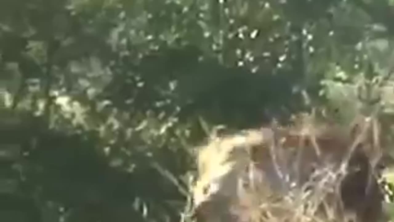 animals