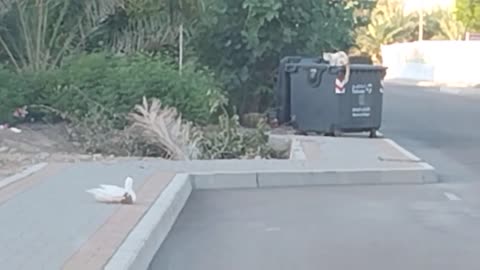 Bird on my car