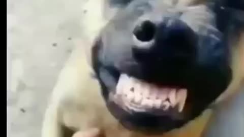 Animal's Funny Video