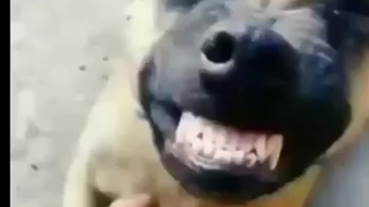 Animal's Funny Video