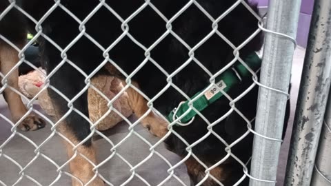 Toby 5y Pet Id 904412 kennel 26 HSSAZ shelter he's moody but my yummies spark his interest2025111453