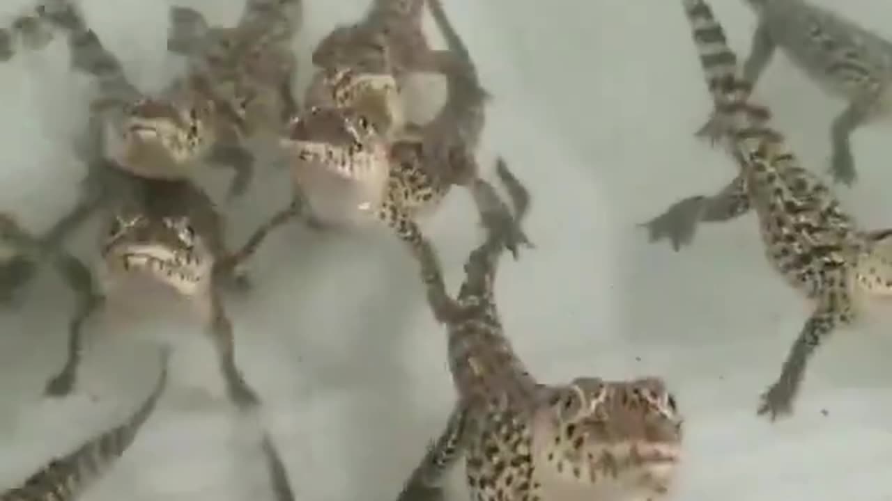 No one: baby crocos: nyom nyom nyom