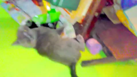windigo the guard cat
