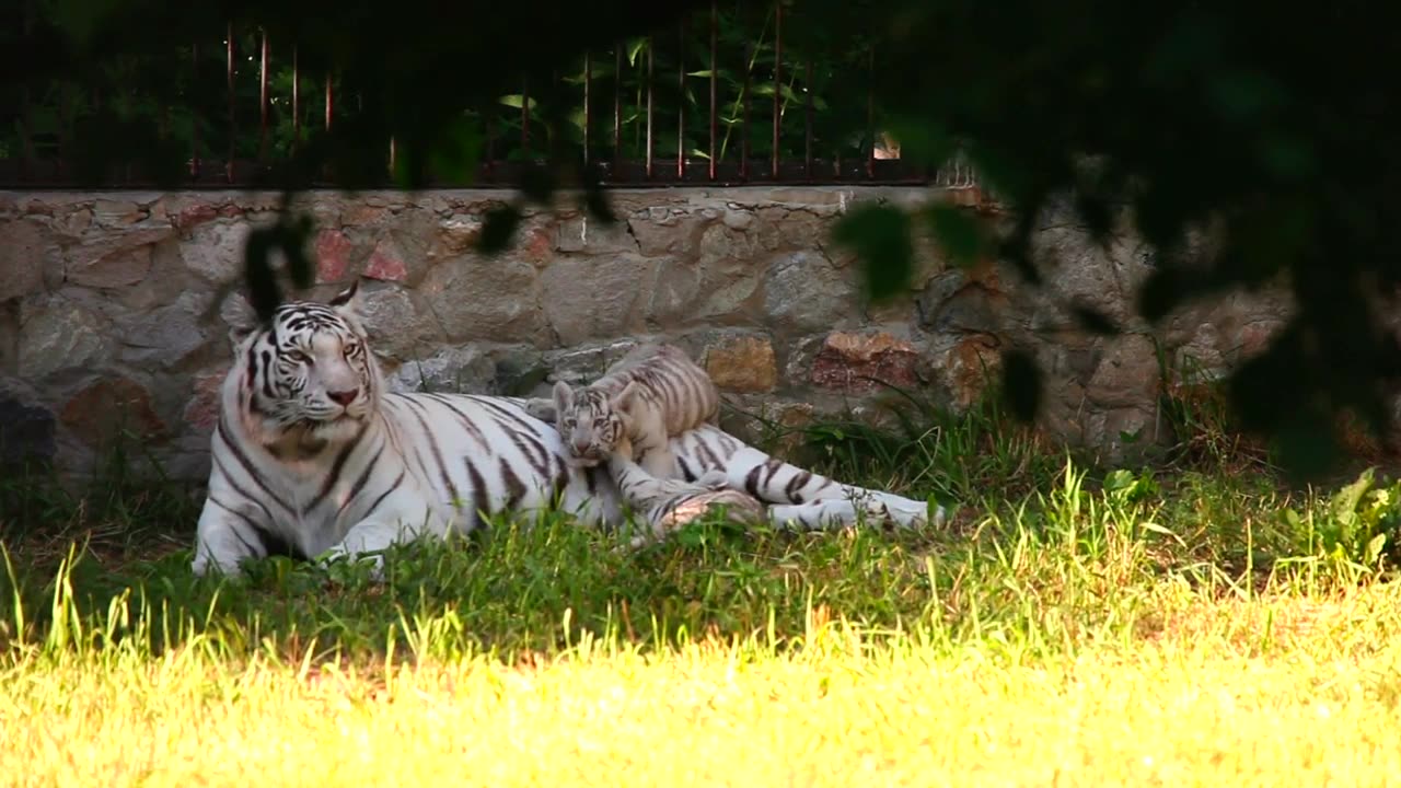 White tiger and her cub laying on the grass
