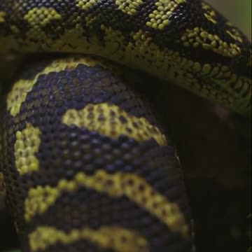 Fun Facts About Snakes That Will Leave You Speechless!