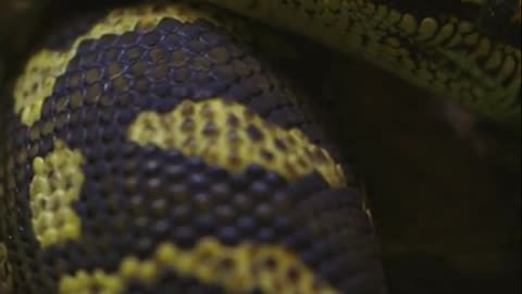 Fun Facts About Snakes That Will Leave You Speechless!