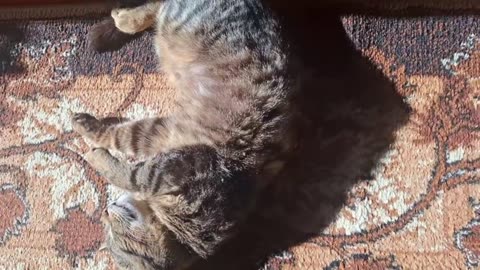 "My Cat Sleeps Like a Human - Try Not to Laugh!"