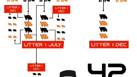 Pigs in the United States