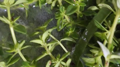 Cleaning herbs