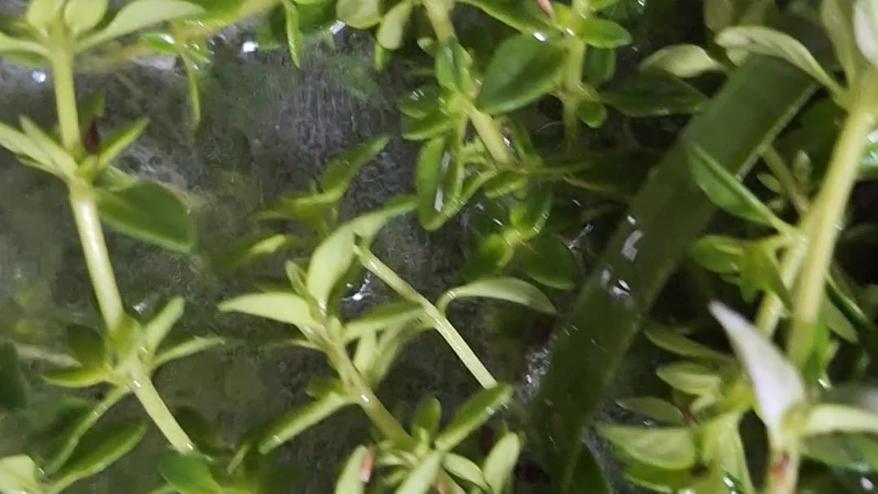 Cleaning herbs