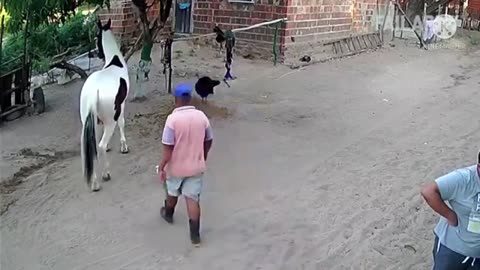 funny animal short videos
