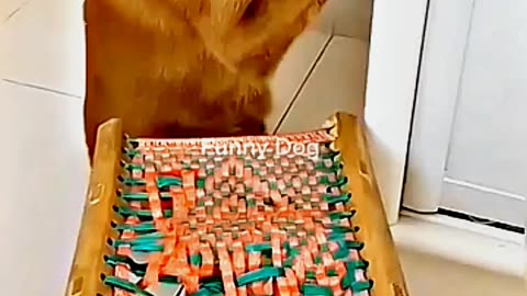 😂😆 "This Dog Just Invented Comedy!" 😂😆