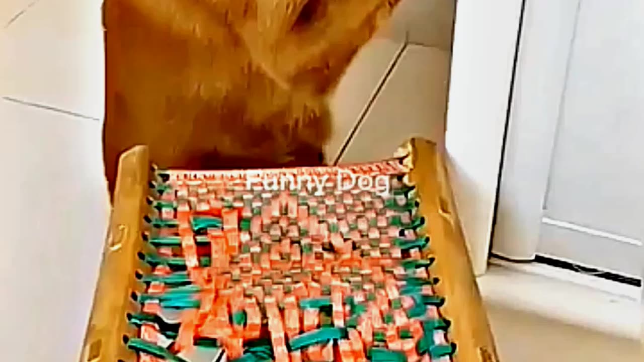 😂😆 "This Dog Just Invented Comedy!" 😂😆