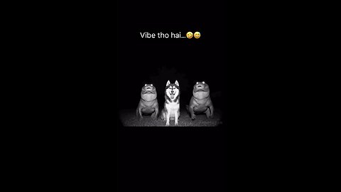 dogs dance