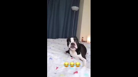 🐾😹 “Try Not to Laugh Challenge: Animal Edition!”