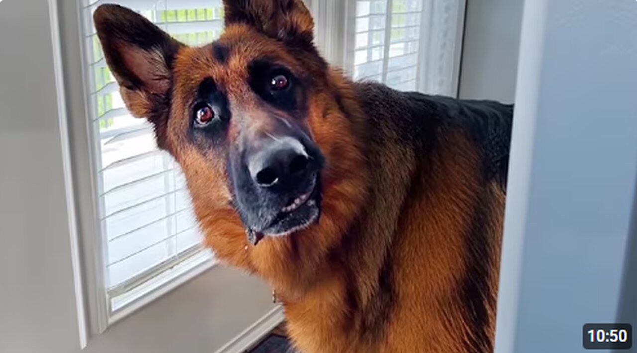 When You Live With a Dog Speaking English Better Than Hooman 😲 Funniest Dogs Video 2025!