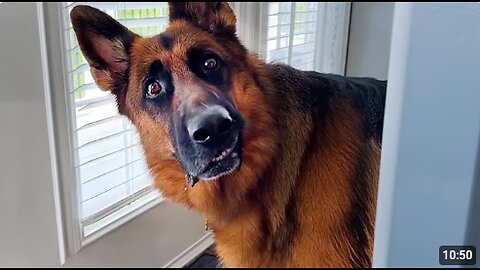 When You Live With a Dog Speaking English Better Than Hooman 😲 Funniest Dogs Video 2025!