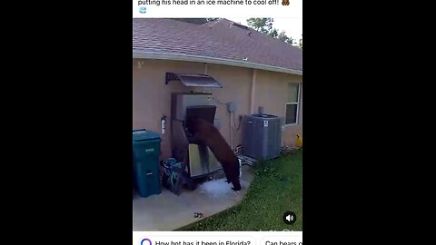 Bear in FL cooling off..Lol 🤣