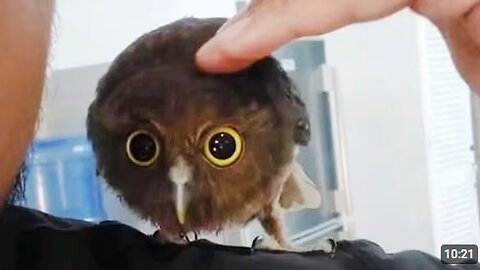 Owls Are The ADORABLE in the World 🤣 Funny Animals Videos 2025