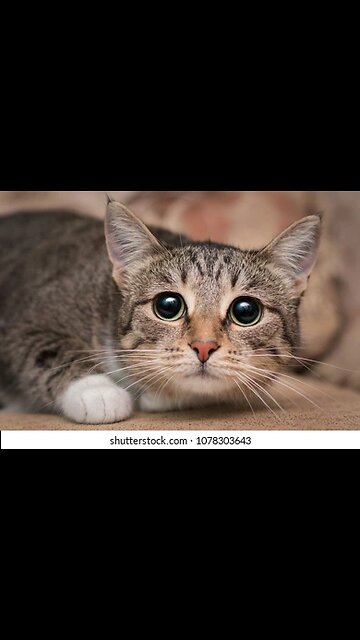 Cats Being Scared of Their Owners – Hilarious & Unexpected Reactions!