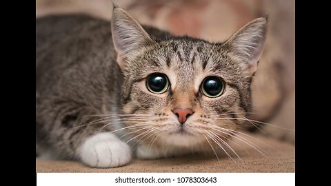 Cats Being Scared of Their Owners – Hilarious & Unexpected Reactions!