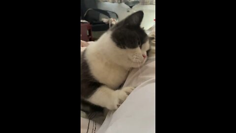 Playing cat