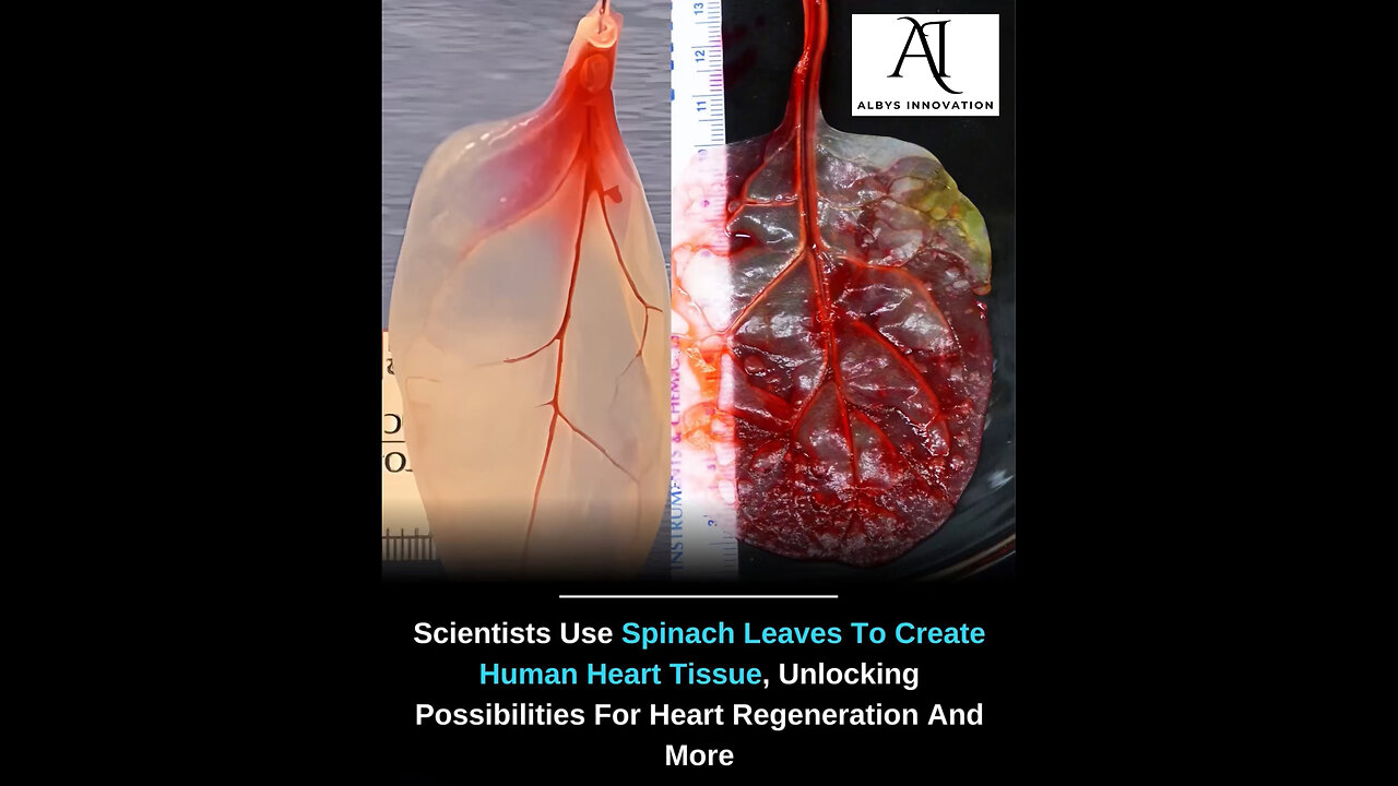 Scientists Turn Spinach Leaves Into Beating Human Heart Tissue,A Breakthrough in Organ Regeneration!