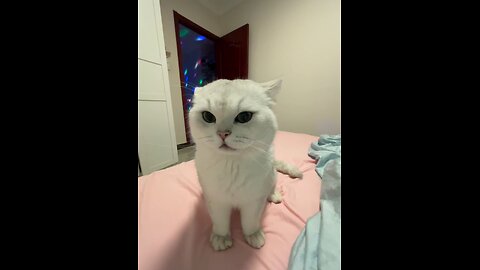 Cat fighting cat angry today