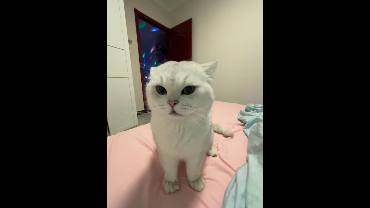Cat fighting cat angry today