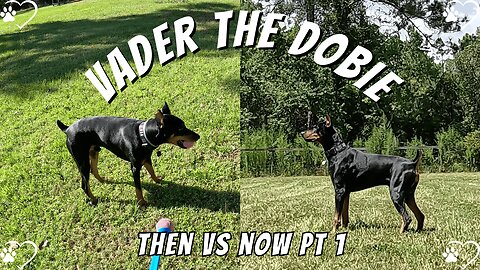 Then Versus Now (Part 1): Doberman Morning Walk, Sticks & Velcro Dog Vibes 🐾❤️ | May 2024 Flashback