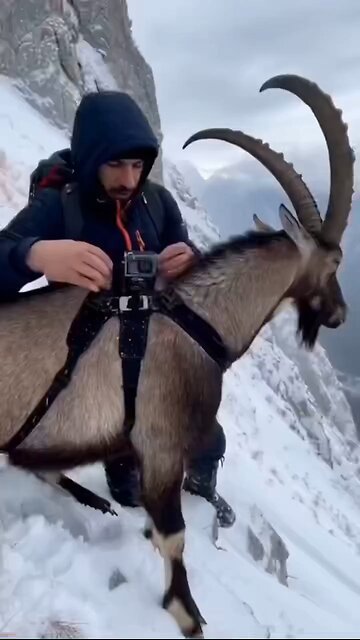 Love All Life Always #423 - Incredible Video POV - Wild Mountain Goats With Cameras Literally Flying